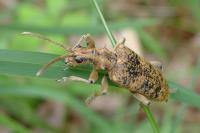 Rhagium sycophanta