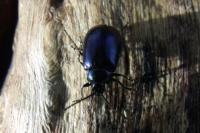 Agelastica alni