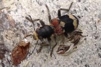 Clerus mutillarius