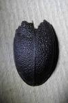 Carabus coriaceus