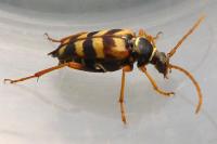 Leptura aurulenta