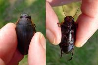 Dytiscus semisulcatus