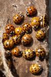 Harmonia axyridis