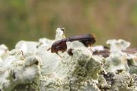 Platypus cylindrus