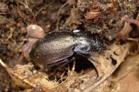 Carabus nemoralis