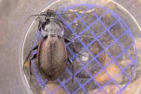 Carabus nemoralis