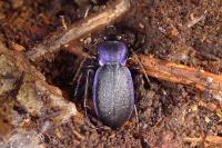 Carabus problematicus