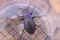 Carabus problematicus