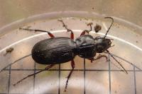 Pterostichus madidus