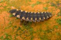 Lampyris noctiluca