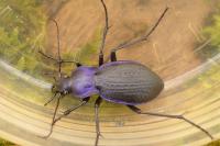 Carabus problematicus
