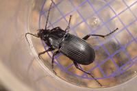 Abax parallelepipedus