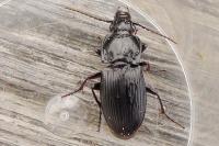 Abax parallelus