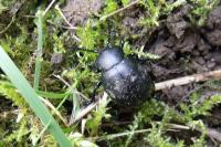 Timarcha tenebricosa