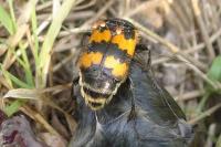 Nicrophorus vespillo