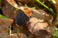Oiceoptoma thoracicum