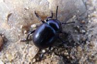 Timarcha goettingensis