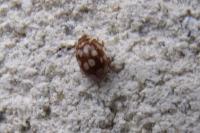 Myrrha octodecimguttata