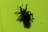 Liparus coronatus