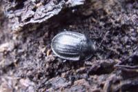 Phosphuga atrata