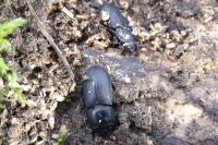 Dorcus parallelipipedus