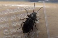 Stenomax aeneus