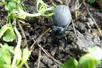 Carabus coriaceus