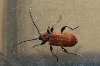 Pyrrhidium sanguineum