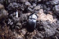 Abax parallelepipedus