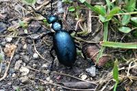 Meloe violaceus