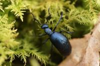 Meloe violaceus
