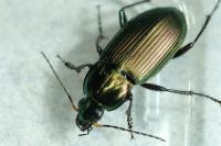 Poecilus cupreus