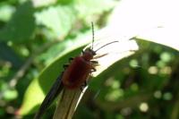 Lilioceris lilii
