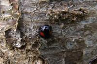 Chilocorus renipustulatus