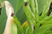 Lilioceris lilii