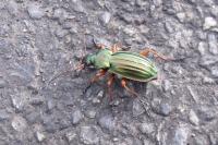 Carabus auratus