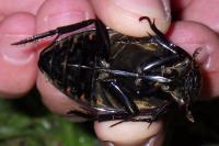 Hydrophilus piceus