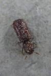 Rhyzopertha dominica