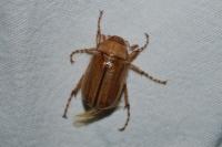 Rhizotrogus marginipes