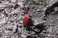 Pyrochroa serraticornis