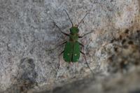Cicindela campestris
