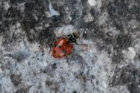 Hippodamia variegata