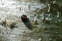 Chilocorus renipustulatus