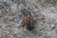 Stenolophus teutonus