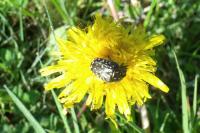 Oxythyrea funesta