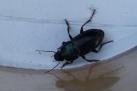 Harpalus dimidiatus