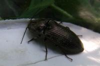 Selatosomus latus