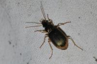 Chlaenius vestitus