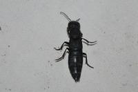 Ocypus olens