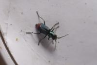 Malachius bipustulatus
